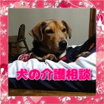 レックスランド老犬介護ホーム介護相談