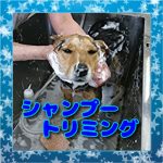 レックスランド老犬介護ホームシャンプートリミング