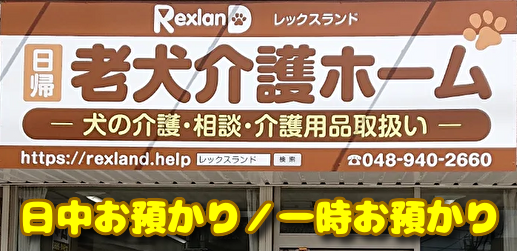 老犬介護日中お預かり