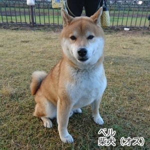 ベルくん