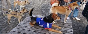 Rexとおともだち