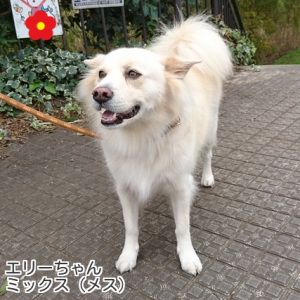 エリーちゃん