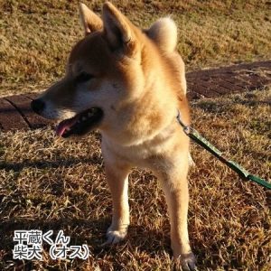 柴犬の平蔵くん