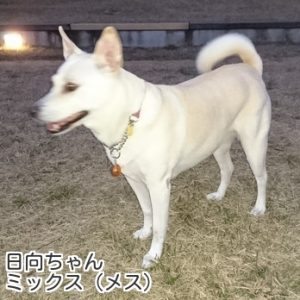 日向ちゃん
