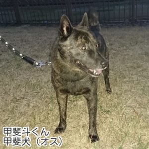 甲斐斗くん