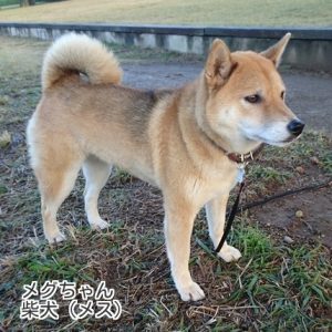 メグちゃん
