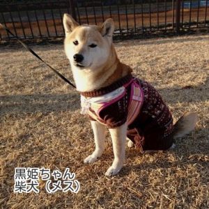 お友達　黒姫ちゃん