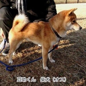 豆助くん