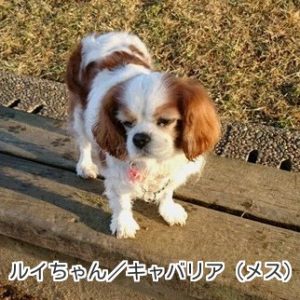 ルイちゃん