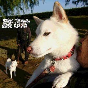 さなこちゃん