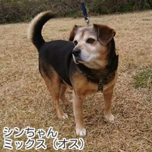 シンちゃん