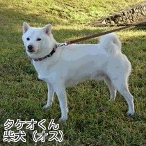 タケオくん
