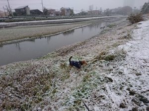 雪遊び中のレックス