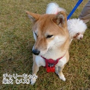 チャリーちゃん