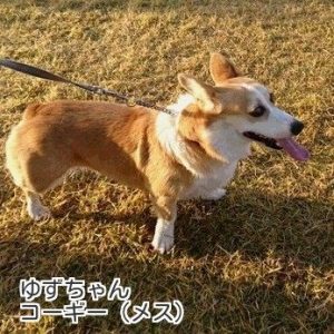 ゆずちゃん