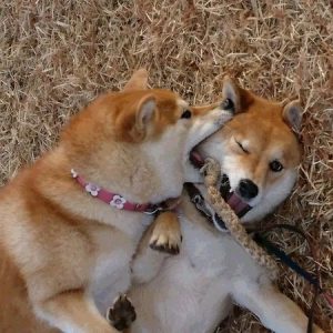 柴犬