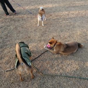 柴犬 メグ ももか レックス