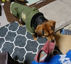 柴犬 ビーグル ミックス犬 レックス