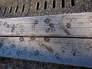 犬の肉球跡