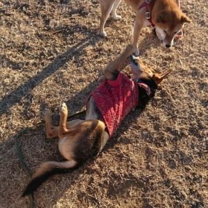 ミックス犬　レックス