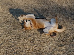 萌え～のメグちゃん　柴犬