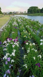 花菖蒲畑は満開