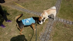 パンダと遊ぶ犬たち