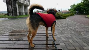 お友達を待っているレックス