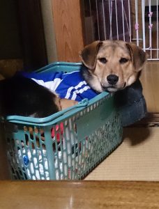 まだカゴに入れるレックス