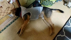ニートなレックス