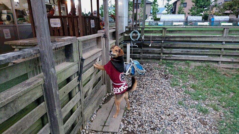 帰りたいよ