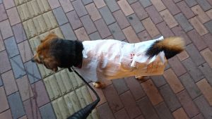 島忠の袋で犬用レインコート