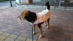 コンビニ袋で犬用レインコート