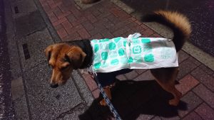 ダイソー袋のカッパ