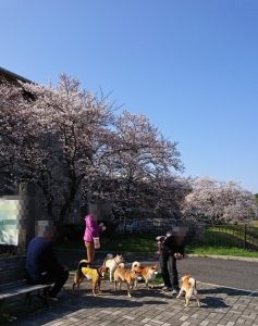 わんわんお花見2018