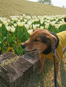 白いチューリップとレックス犬