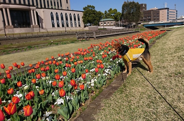 オレンジのチューリップとレックス犬