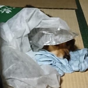 何か聞こえ始めたレックス