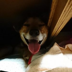 雷が怖くてハアハアが止まらないレックス