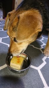 記念日ケーキを食べるレックス