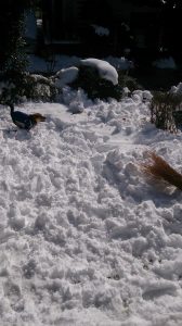 雪の中で走り回るレックス