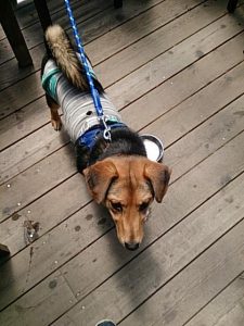 ハーネスとダメダメリード