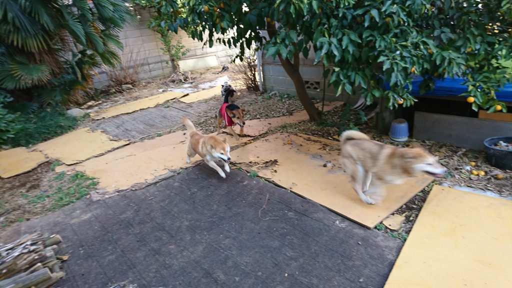 平ちゃんちのドッグラン