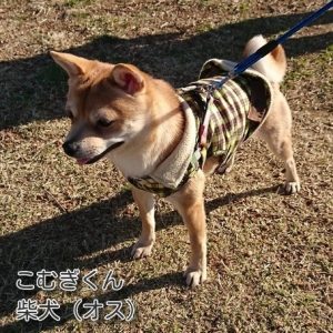 お友達　こむぎくん