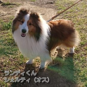 お友達　ランディくん