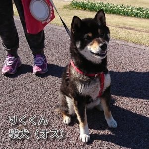 お友達　りくくん