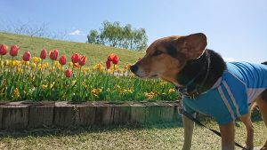 赤いチューリップ