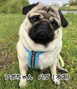 アポちゃん