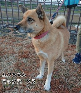 ムクちゃん