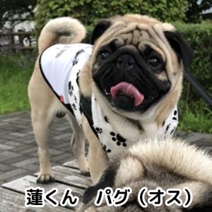 蓮くん